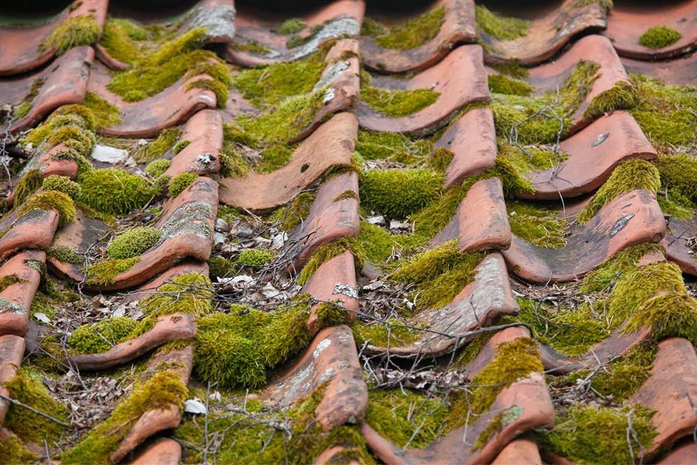 Mossborttagning: Hur du skyddar och bevarar ditt tak på lång sikt